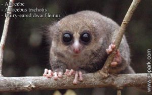 Allocèbe- chirogale à oreilles velues - Allocebus trichotis - Hairy-eared mouse lemur xopark1