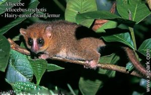 Allocèbe- chirogale à oreilles velues - Allocebus trichotis - Hairy-eared mouse lemur xopark