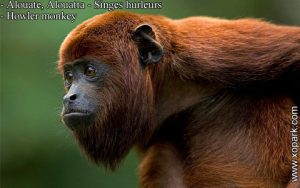 Alouate est un groupe d'espèces des Primates de la famille des Atélidés (Atelidae), ses descriptions, ses photos et ses vidéos sont ici à xopark.com