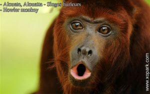 Alouate est un groupe d'espèces des Primates de la famille des Atélidés (Atelidae), ses descriptions, ses photos et ses vidéos sont ici à xopark.com