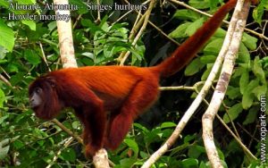 Alouate est un groupe d'espèces des Primates de la famille des Atélidés (Atelidae), ses descriptions, ses photos et ses vidéos sont ici à xopark.com
