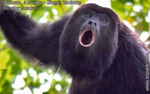 Alouate est un groupe d'espèces des Primates de la famille des Atélidés (Atelidae), ses descriptions, ses photos et ses vidéos sont ici à xopark.com