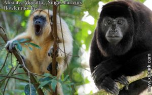 Alouate est un groupe d'espèces des Primates de la famille des Atélidés (Atelidae), ses descriptions, ses photos et ses vidéos sont ici à xopark.com