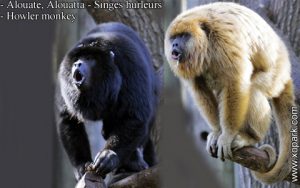 Alouate est un groupe d'espèces des Primates de la famille des Atélidés (Atelidae), ses descriptions, ses photos et ses vidéos sont ici à xopark.com