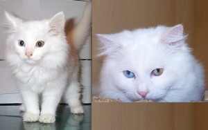 Anatoli cat