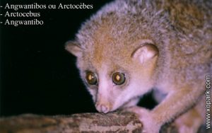 Angwantibos ou Arctocèbes – Arctocebus - Angwantibo