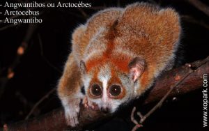 Angwantibos ou Arctocèbes – Arctocebus - Angwantibo