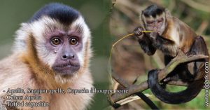 Apelle, Sapajou apelle, Capucin à houppe noire - Cebus Apella - Tufted capuchin