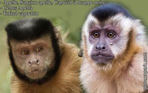 Apelle, Sapajou apelle, Capucin à houppe noire - Cebus Apella - Tufted capuchin - xopark