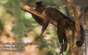 Apelle, Sapajou apelle, Capucin à houppe noire - Cebus Apella - Tufted capuchin - xopark