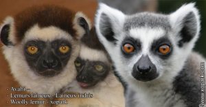 Avahi – Lémurs laineux - Laineux indris - Woolly lemur - xopark