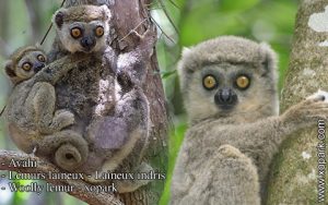 Avahi – Lémurs laineux - Laineux indris - Woolly lemur - xopark