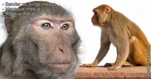 Bandar ou Singe rhésus - Macaque rhésus - Rhesus macaque - xopark.com
