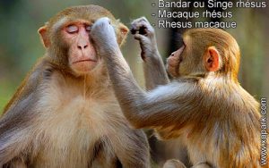 Bandar ou Singe rhésus - Macaque rhésus - Rhesus macaque - xopark.com