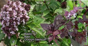 Basilic - Ocimum basilicum - Basil - Lamiacées, Labiacées ou Labiées /