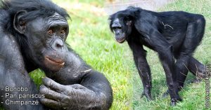 Bonobo - Pan paniscus - Chimpanzé - xopark