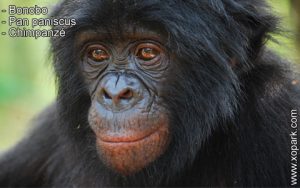 Bonobo - Pan paniscus - Chimpanzé - xopark
