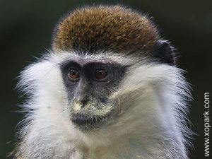 Callitriche - Vervet - Chlorocebus pygerythrus - Vervet monkey - xopark