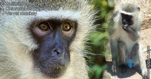 Callitriche - Vervet - Chlorocebus pygerythrus - Vervet monkey - xopark