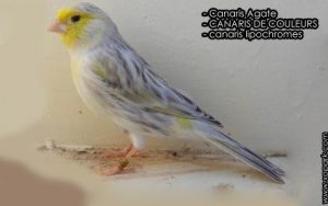 Canaris Agate est une espèce des canaris mélanines, famille des fringillidés, ses descriptions ses photos et ses vidéos sont ici à xopark.com