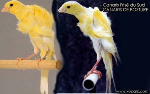 Canaris Frisé du Sud est une espèce des canaris de posture, famille des fringillidés, ses descriptions ses photos et ses vidéos sont ici à xopark.com