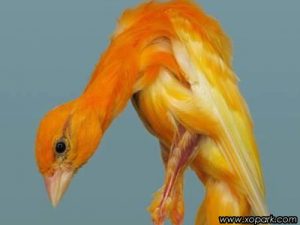 Canari Gibber italicus est une espèce des canaris de posture, famille des Fringillidés (Fringillidae), ses descriptions, ses photos et ses vidéos sont ici à xopark.com