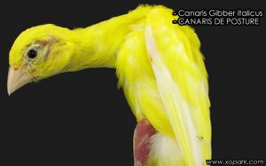 Canari Gibber italicus est une espèce des canaris de posture, famille des Fringillidés (Fringillidae), ses descriptions, ses photos et ses vidéos sont ici à xopark.com