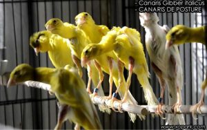 Canari Gibber italicus est une espèce des canaris de posture, famille des Fringillidés (Fringillidae), ses descriptions, ses photos et ses vidéos sont ici à xopark.com