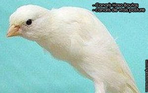 Canaris Hoso Boutas est une espèce des canaris de vrais posture, famille des Fringillidés (Fringillidae), ses descriptions, ses photos et ses vidéos sont ici à xopark.com