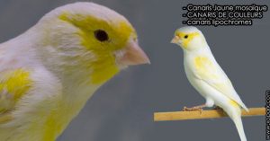 Canaris Jaune mosaïque est une espèce des canaris de couleurs, famille des Fringillidés (Fringillidae), ses descriptions, ses photos et ses vidéos sont ici à xopark.com