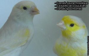 Canaris Jaune mosaïque est une espèce des canaris de couleurs, famille des Fringillidés (Fringillidae), ses descriptions, ses photos et ses vidéos sont ici à xopark.com