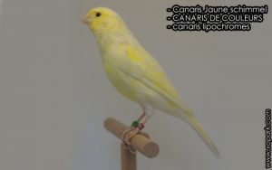 Canaris Jaune schimmel est une espèce des canaris de couleurs, famille des Fringillidés (Fringillidae), ses descriptions, ses photos et ses vidéos sont ici à xopark.com
