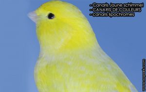 Canaris Jaune schimmel est une espèce des canaris de couleurs, famille des Fringillidés (Fringillidae), ses descriptions, ses photos et ses vidéos sont ici à xopark.com