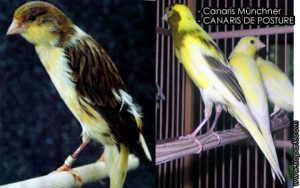 Canaris Münchner est une espèce des canaris de CANARIS DE POSTURE, famille des Fringillidés (Fringillidae), ses descriptions, ses photos et ses vidéos sont ici à xopark.com