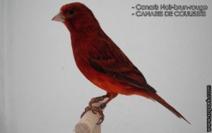Canaris Noir-brun-rouge est une espèce des canaris de CANARIS DE COULEURS, famille des Fringillidés (Fringillidae), ses descriptions, ses photos et ses vidéos sont ici à xopark.com