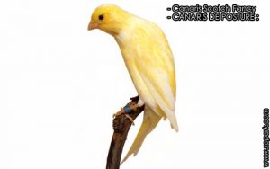 Canaris Scotch Fancy est une espèce des canaris de CANARIS DE POSTURE, famille des Fringillidés (Fringillidae), ses descriptions, ses photos et ses vidéos sont ici à xopark.com