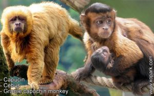 Capucin - Cebus - Gracile capuchin monkey - xopark