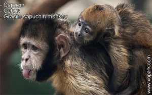 Capucin - Cebus - Gracile capuchin monkey - xopark