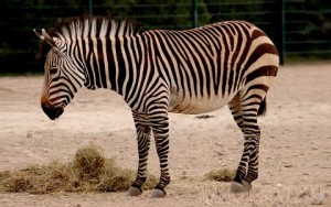Equus hartmannae