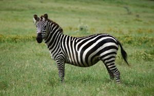 Equus quagga (Zebra Plains - Zèbre de Burchell )
