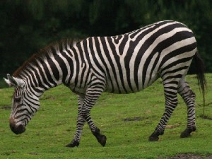 Equus quagga boehmi - Zèbre de Grant - Grant's zebra