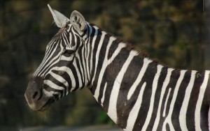 Equus quagga borensis - Maneless zebra - zèbre de crinière