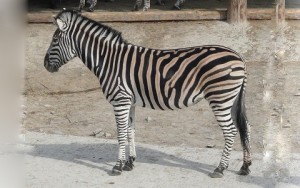 Equus quagga chapmani (Zèbre de Chapman - Chapman's zebra)