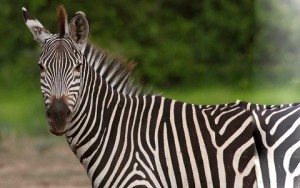 Equus quagga crawshayi (Crawshay's zebra)