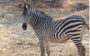 Equus quagga crawshayi (Crawshay's zebra)