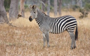 Equus quagga crawshayi (Crawshay's zebra)