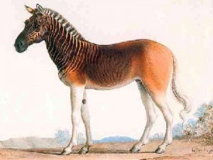 Equus quagga quagga