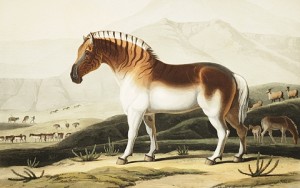 Equus quagga quagga