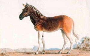 Equus quagga quagga