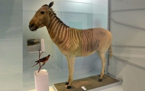 Equus quagga quagga